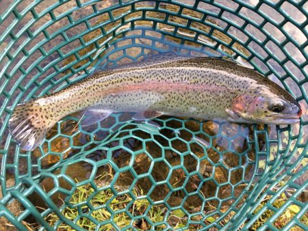 朽木渓流魚センタールアーフィールド